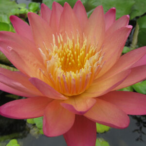 Nymphaea ‛Afterglow’