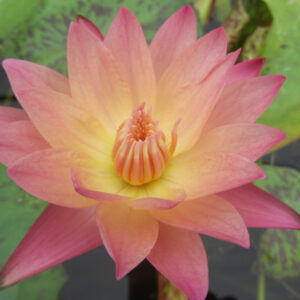 Nymphaea ‛Albert Greenberg’