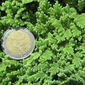 Azolla caroliniana (Fougère d’eau, mousse des fées)