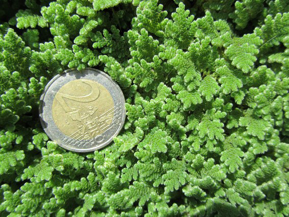 Azolla fausse-fougère, Azolle, Mousse des fées, Azolla filiculoides :  planter, cultiver, multiplier