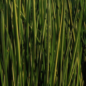 Beaumea rubiginosa 'Variegata'