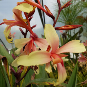 Canna glauca 'Panache' (canna d'eau livraison à partir de mai)