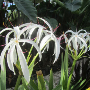Crinum americanum (rusticité -1°C)
