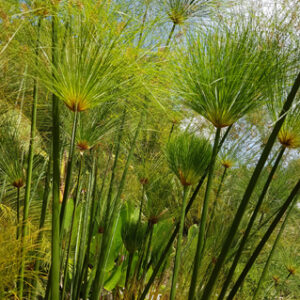 Cyperus papyrus (Papyrus du Nil, non rustique, livraison à partir de mai)