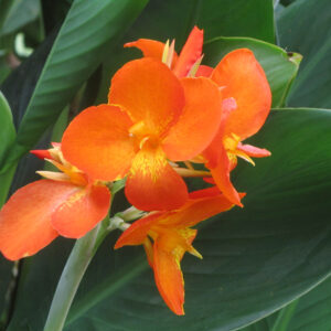 Canna ‛Orange Punch’ (canna d’eau livraison à partir de mai)