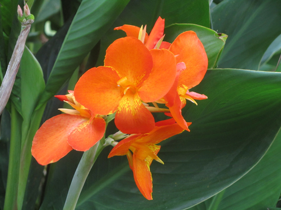 Les Plantes Paludéennes