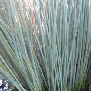 Juncus glauca
