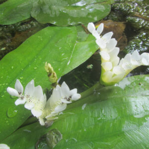 Aponogeton dystachios (Vanille d'eau)