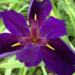 Iris x Louisiana 'Black Gamecock'