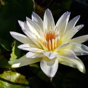 Nymphaea 'Moonbeam'