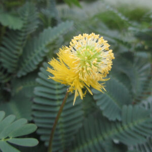 Neptunia aquatica (sensitive aquatique)