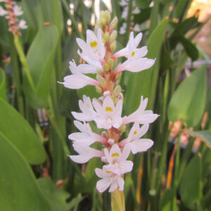 Pontederia cordata alba