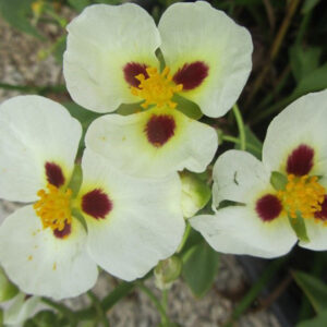 Sagittaria montevidensis (sagittaire de Montevideo)