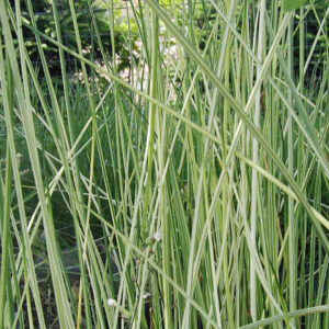 Scirpus lacustris 'Albescens'
