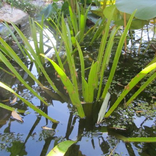 Stratiotes aloides (aloès d’eau, soldat d’eau)