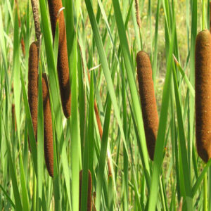 Typha angustifolia (massette)