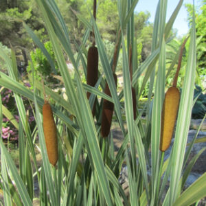 Typha latifolia ‘Variegata’ (massette bicolore)
