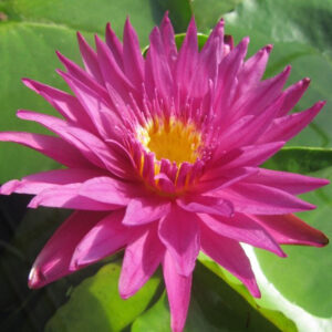 Nymphaea ‛Bull’s Eye’