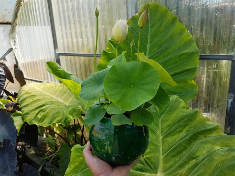 Nelumbo 'First Fall' – Image 14