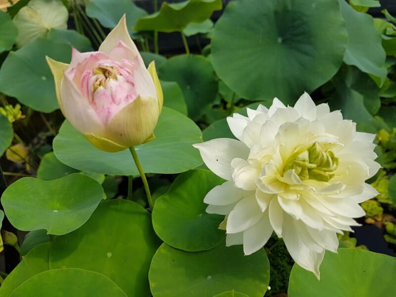Nelumbo 'First Fall' – Image 9