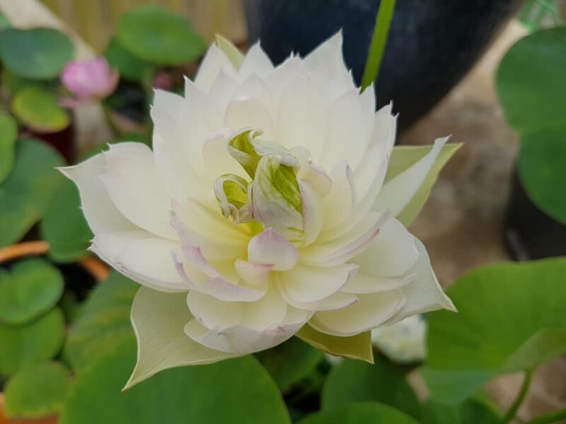 Nelumbo 'First Fall' – Image 15