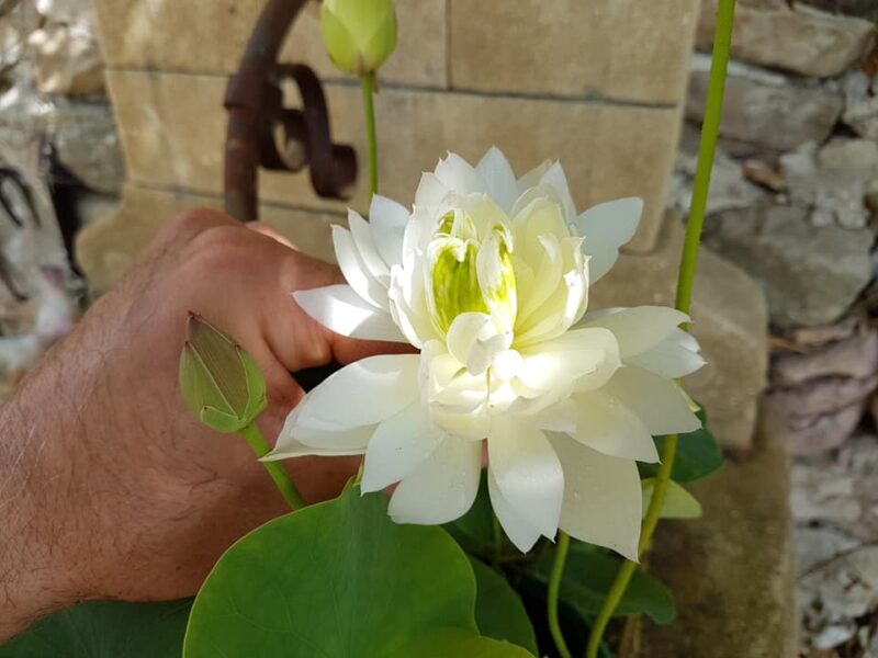 Nelumbo 'First Fall' – Image 10