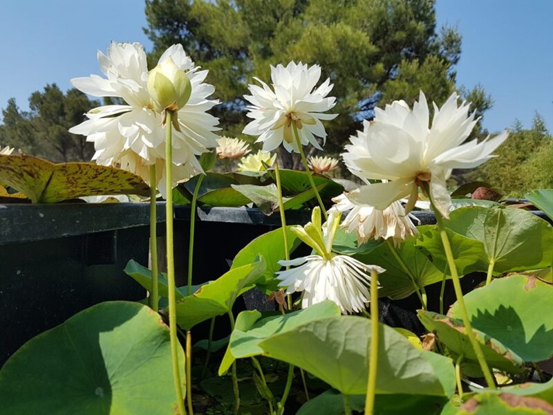 Nelumbo 'First Fall' – Image 2