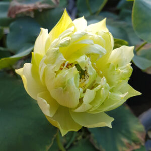 Nelumbo 'Like Yellow Antelope' (syn 'Si Huanglingyang')