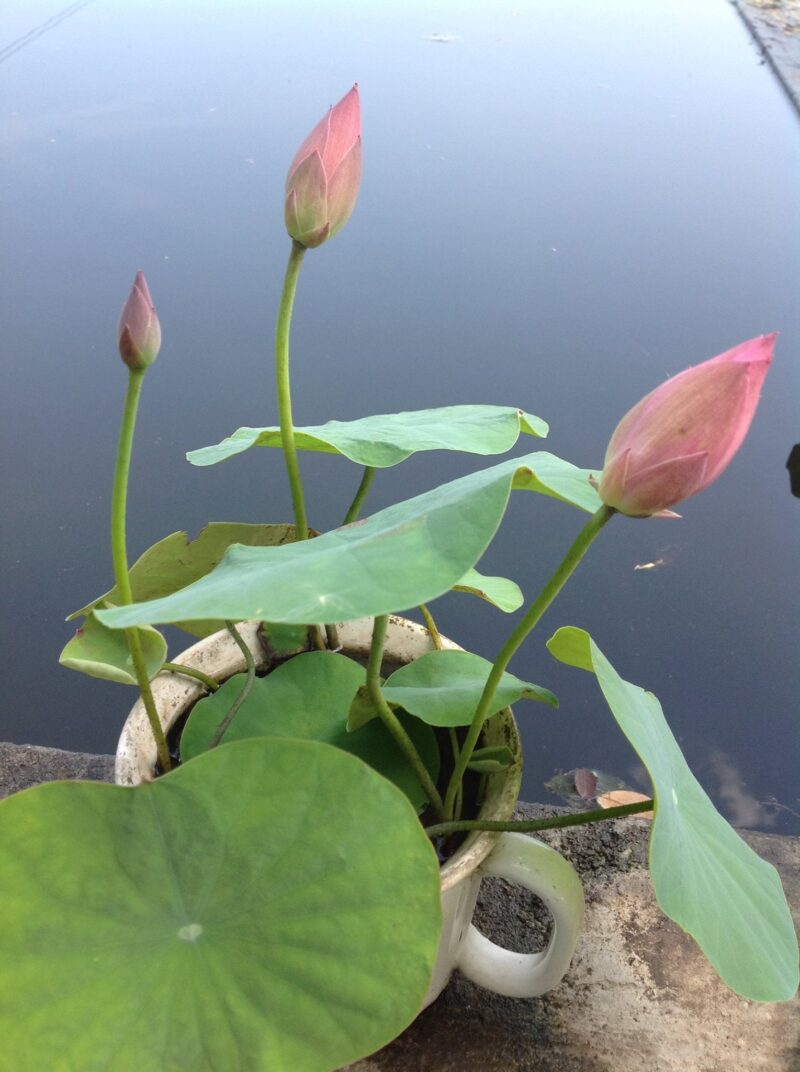 Nelumbo 'Mankala Pathum' du Dr. Nopchai Chansilpa – Image 2