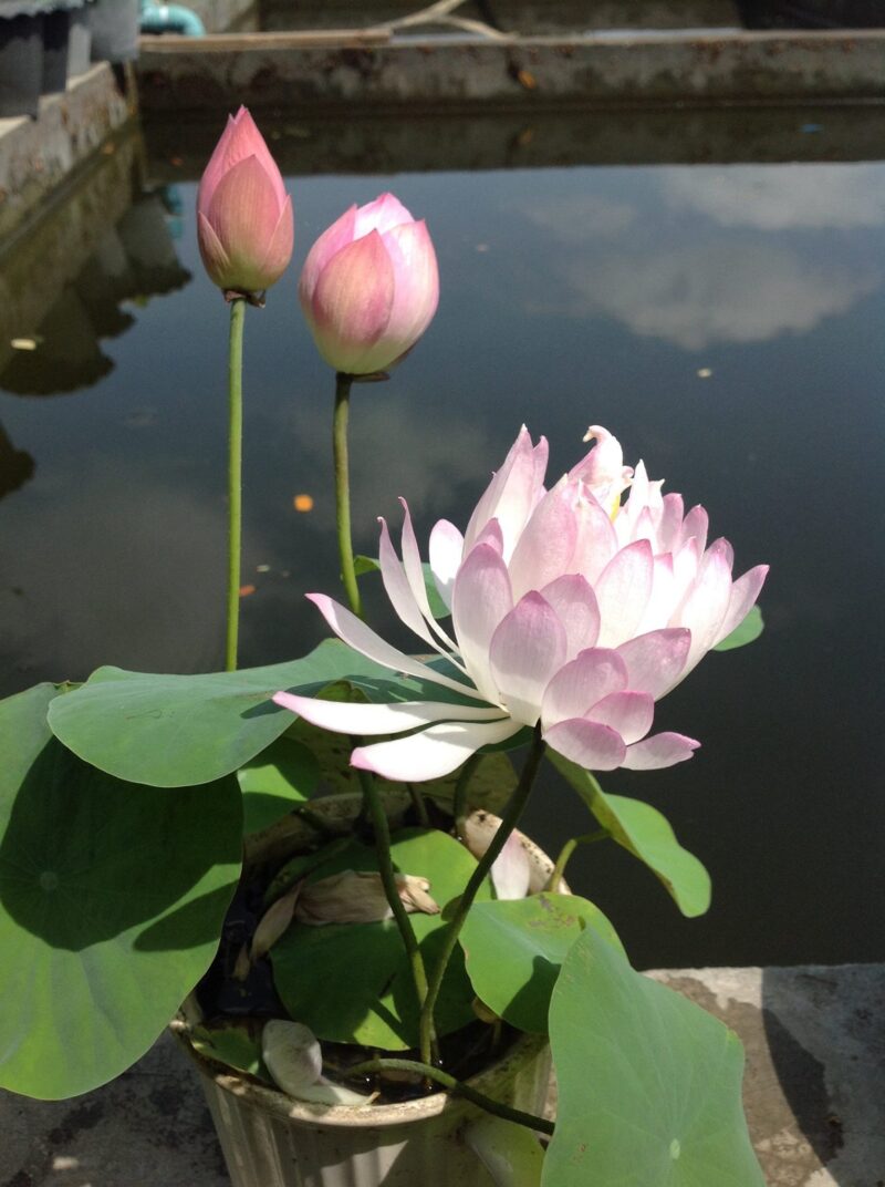 Nelumbo 'Mankala Pathum' du Dr. Nopchai Chansilpa – Image 6