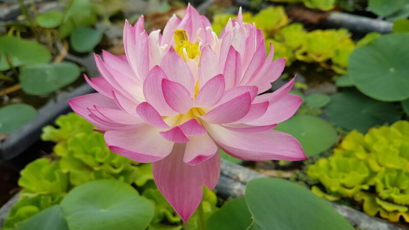 Nelumbo 'Mankala Pathum' du Dr. Nopchai Chansilpa – Image 9