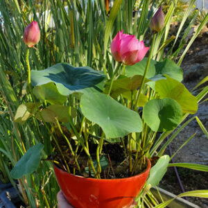 Nelumbo 'Mankala Pathum' du Dr. Nopchai Chansilpa