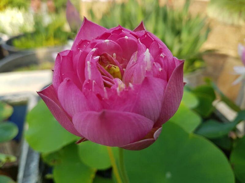 Nelumbo 'Mankala Pathum' du Dr. Nopchai Chansilpa – Image 13