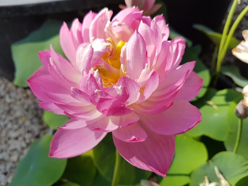 Nelumbo 'Mankala Pathum' du Dr. Nopchai Chansilpa – Image 8