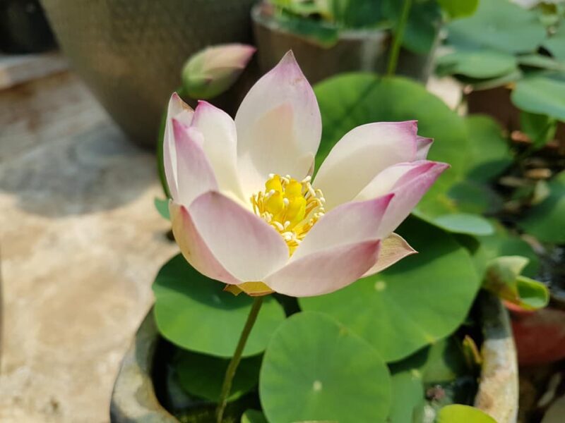 Nelumbo 'Sing Birdie Sing' – Image 6