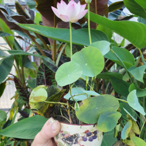 Nelumbo 'Sing Birdie Sing'