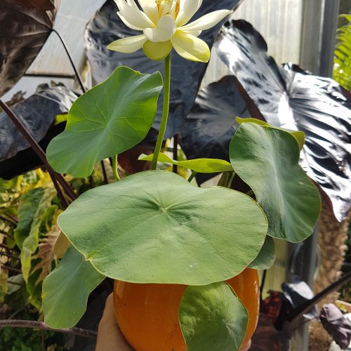 Nelumbo 'Star of Green' (syn 'Lu Zhi Xing')