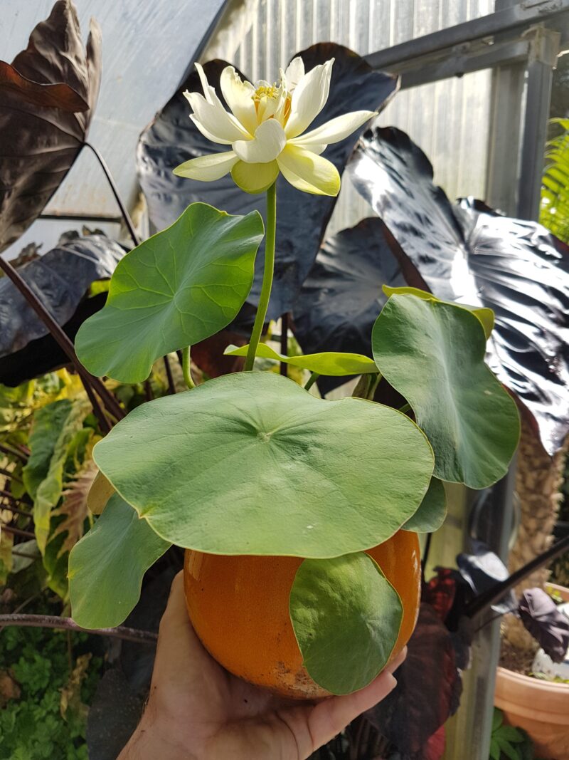 Nelumbo 'Star of Green' (syn 'Lu Zhi Xing')