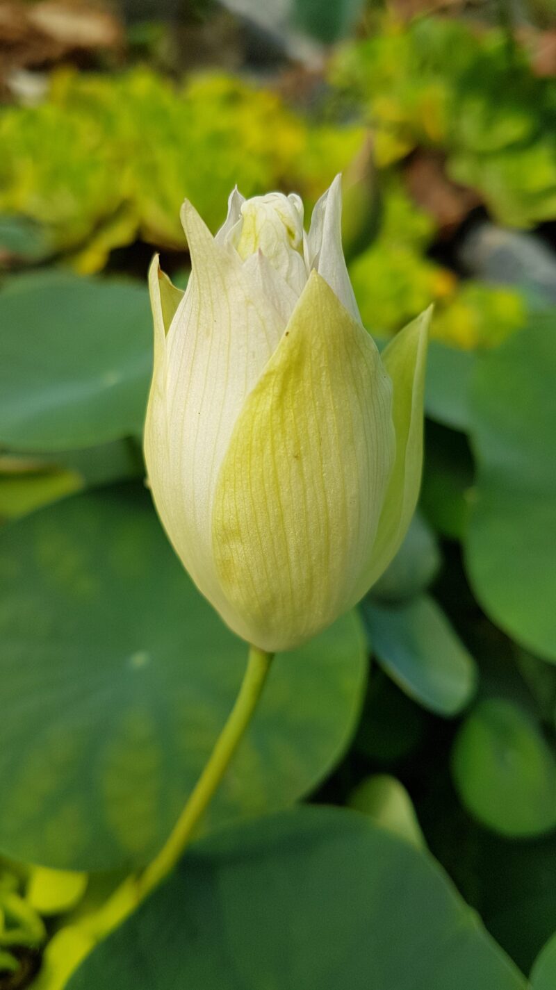 Nelumbo 'First Fall' – Image 16