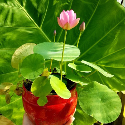 Micro Lotus (Tea Cup Lotus) vente rhizome mars/avril