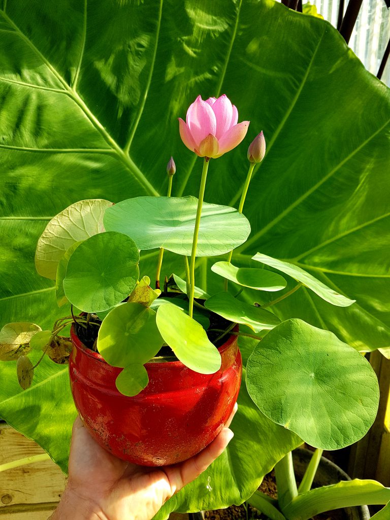 Micro lotus ‘Spark’