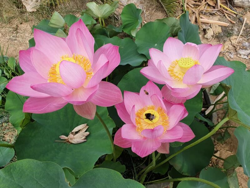 Nelumbo 'Pink-A-Licious' – Image 6