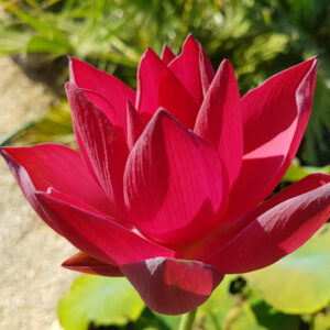 Nelumbo 'Chinese Red Beijing' (syn 'Zhong Guo Hong Beijing')