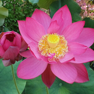 Nelumbo 'Titan'