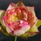 pink brocade