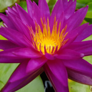 Nymphaea 'Madinina' (ISG Florian Henaux)