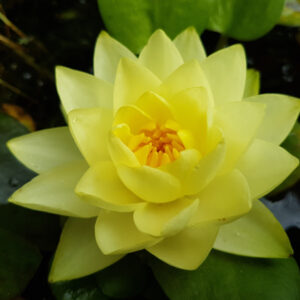 Nymphaea 'Bouton d'Or' (Florian Henaux)