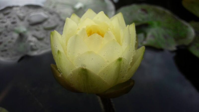 Nymphaea 'Bouton d'Or' (Florian Henaux) – Image 2
