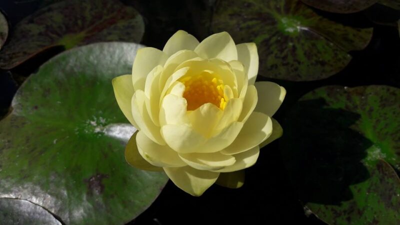 Nymphaea 'Bouton d'Or' (Florian Henaux) – Image 3