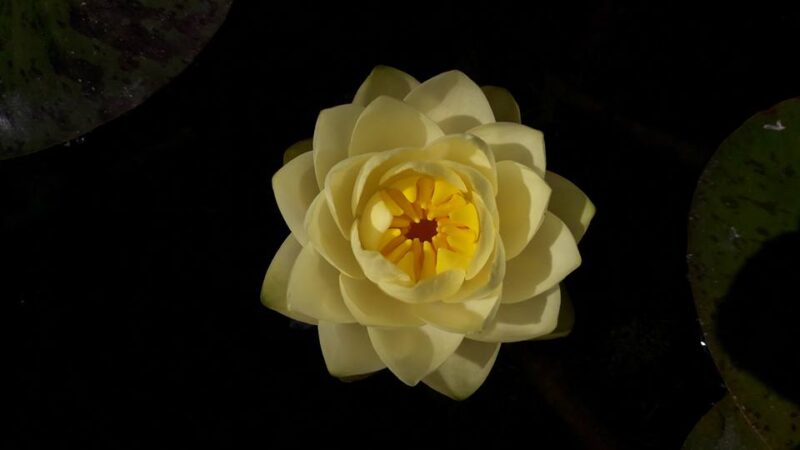 Nymphaea 'Bouton d'Or' (Florian Henaux) – Image 4